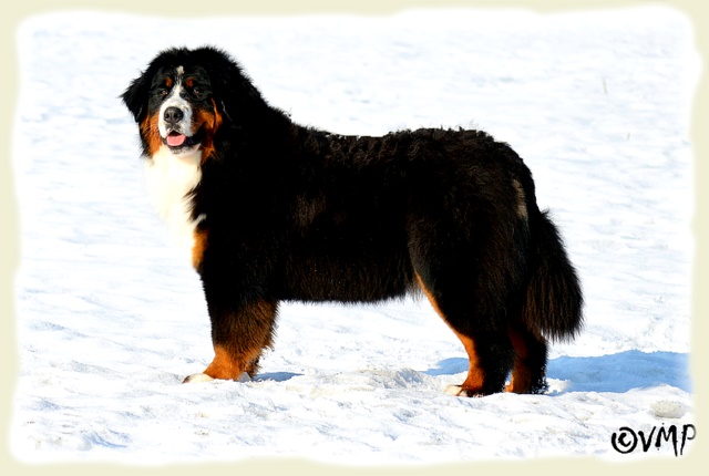 Bouvier Bernois - Bernese Mountain Dog -Prince