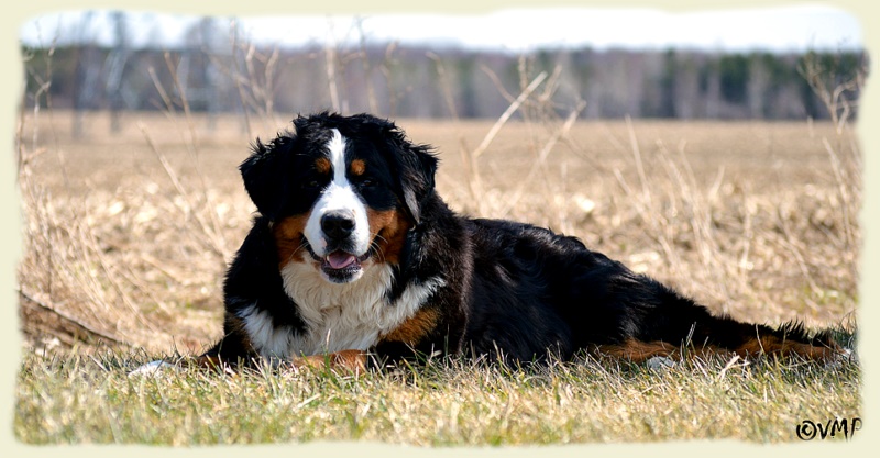 Bouvier Bernois - Bernese Mountain Dog -Prince