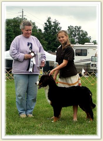 Bouvier Bernois - Bernese Mountain Dog - Prince