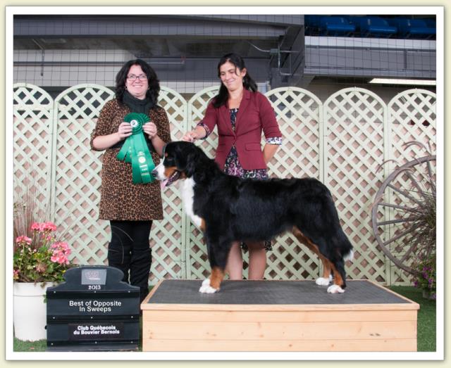 Bouvier Bernois - Bernese Mountain Dog - Prince