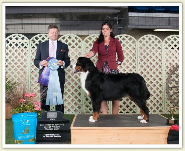 Bouvier Bernois - Bernese Mountain Dog - Prince