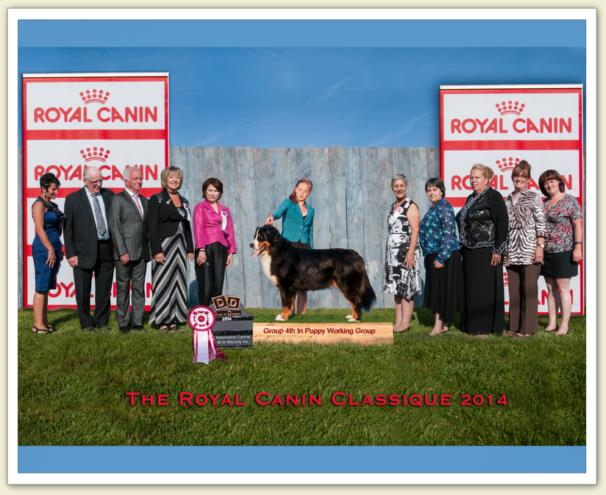 Bouvier Bernois - Bernese Mountain Dog - Prince