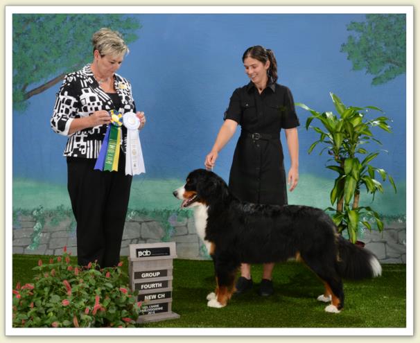 Bouvier Bernois - Bernese Mountain Dog - Prince