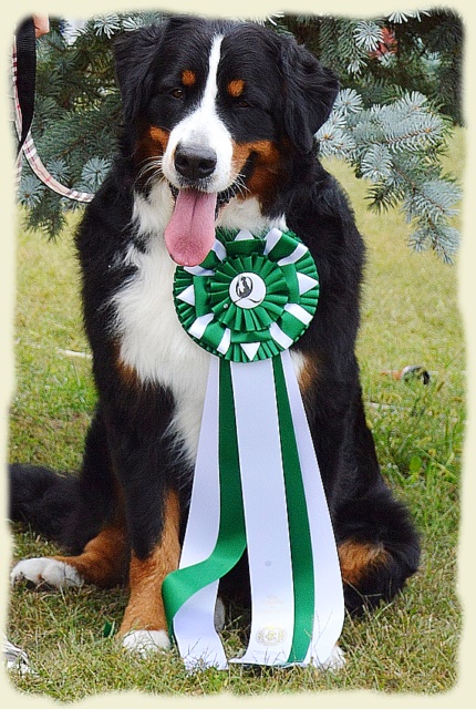 Bouvier Bernois - Bernese Mountain Dog -Prince