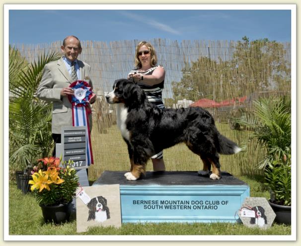 Bouvier Bernois - Bernese Mountain Dog - Prince