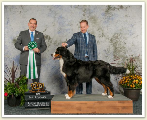 Bouvier Bernois - Bernese Mountain Dog - Prince