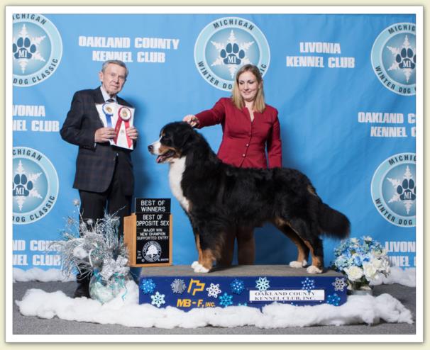 Bouvier Bernois - Bernese Mountain Dog - Prince