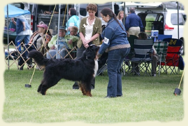 Bouvier Bernois - Bernese Mountain Dog -Georges