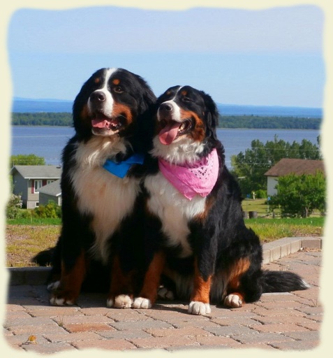 Bouvier Bernois - Bernese Mountain Dog -Georges