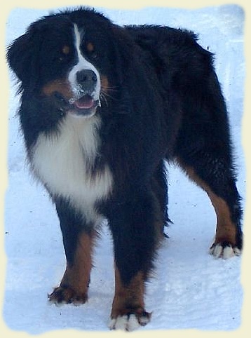 Bouvier Bernois - Bernese Mountain Dog -Georges