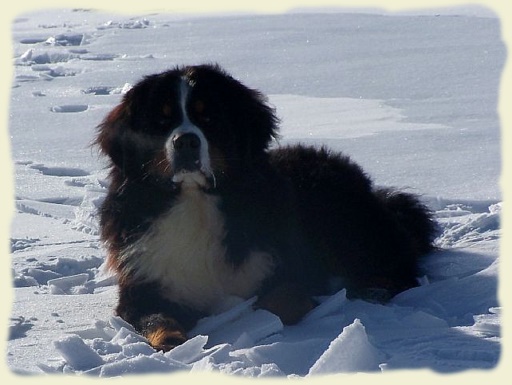 Bouvier Bernois - Bernese Mountain Dog -Georges