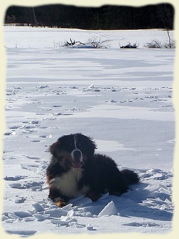 Bouvier Bernois - Bernese Mountain Dog -Georges