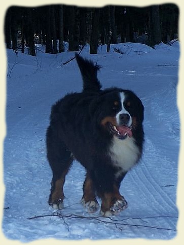 Bouvier Bernois - Bernese Mountain Dog -Georges