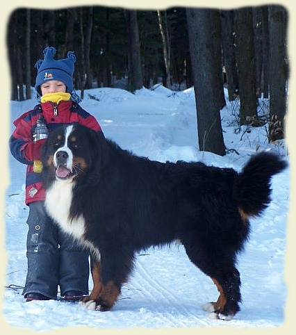 Bouvier Bernois - Bernese Mountain Dog -Georges