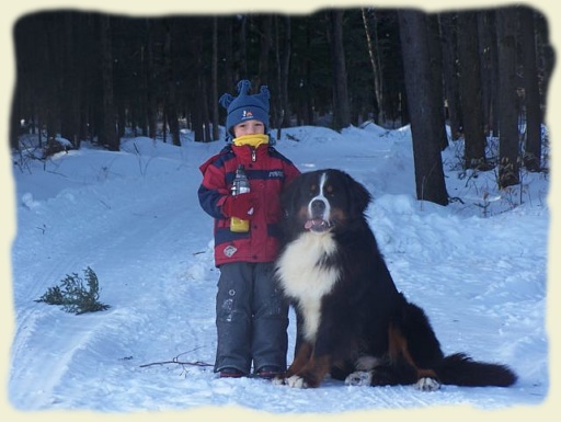 Bouvier Bernois - Bernese Mountain Dog -Georges