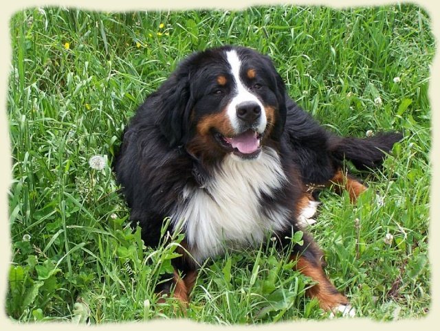 Bouvier Bernois - Bernese Mountain Dog -Georges