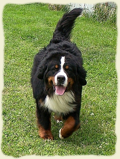 Bouvier Bernois - Bernese Mountain Dog -Georges