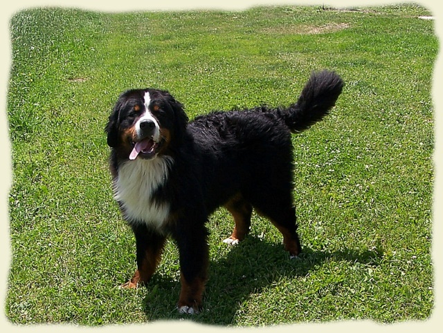 Bouvier Bernois - Bernese Mountain Dog -Georges