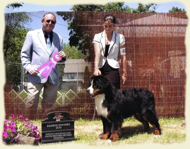 Bouvier Bernois - Bernese Mountain Dog -Georges