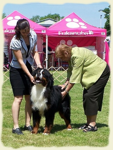 Bouvier Bernois - Bernese Mountain Dog -Georges