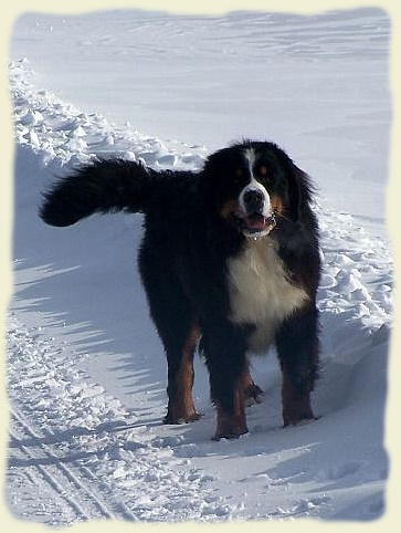 Bouvier Bernois - Bernese Mountain Dog -Georges