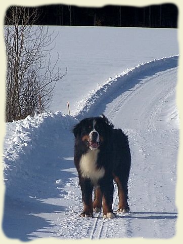 Bouvier Bernois - Bernese Mountain Dog -Georges