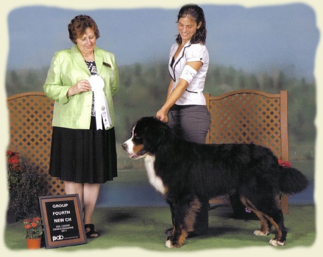 Bouvier Bernois - Bernese Mountain Dog -Georges