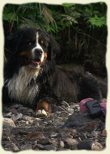 Bouvier Bernois - Bernese Mountain Dog -Georges