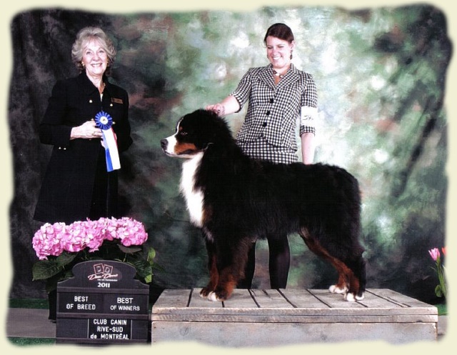 Bouvier Bernois - Bernese Mountain Dog -Georges