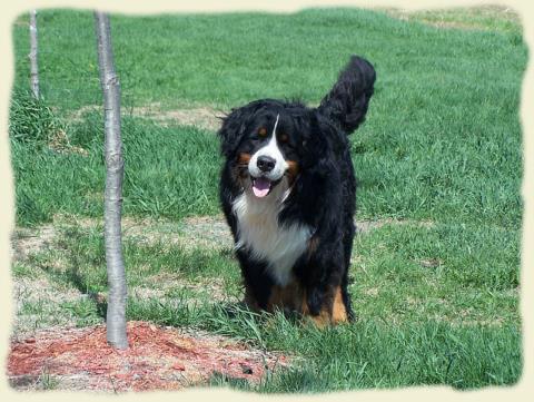 Bouvier Bernois - Bernese Mountain Dog - Prince