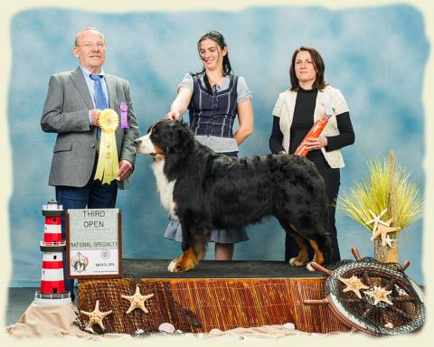 Bouvier Bernois - Bernese Mountain Dog - Prince