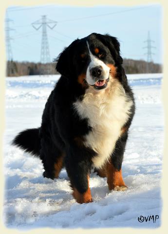 Bouvier Bernois - Bernese Mountain Dog - Prince