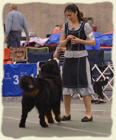 Bouvier Bernois - Bernese Mountain Dog - Prince