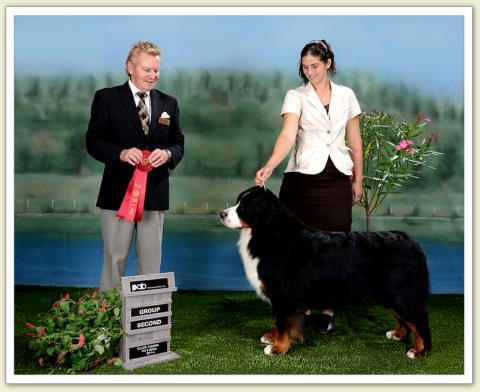 Bouvier Bernois - Bernese Mountain Dog - Prince