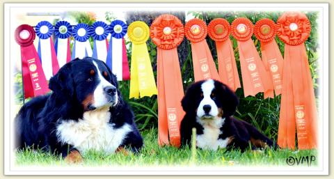 Bouvier Bernois - Bernese Mountain Dog - Prince