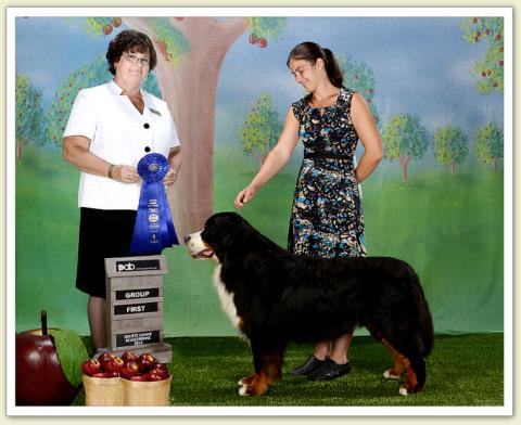 Bouvier Bernois - Bernese Mountain Dog - Prince