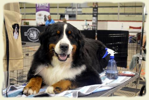 Bouvier Bernois - Bernese Mountain Dog - Prince