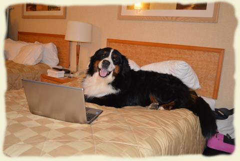 Bouvier Bernois - Bernese Mountain Dog - Prince