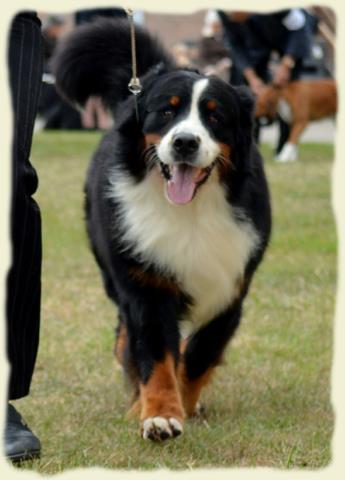 Bouvier Bernois - Bernese Mountain Dog - Prince