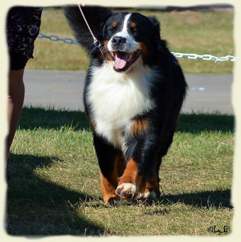 Bouvier Bernois - Bernese Mountain Dog - Prince