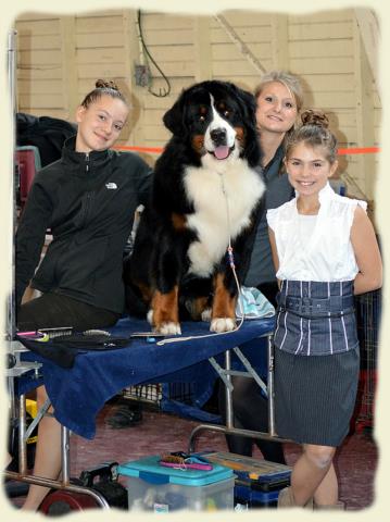 Bouvier Bernois - Bernese Mountain Dog - Prince