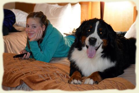 Bouvier Bernois - Bernese Mountain Dog - Prince