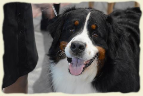 Bouvier Bernois - Bernese Mountain Dog - Prince