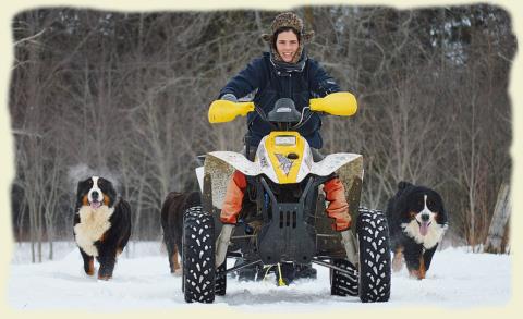 Bouvier Bernois - Bernese Mountain Dog - Prince