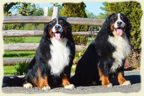 Bouvier Bernois - Bernese Mountain Dog - Prince