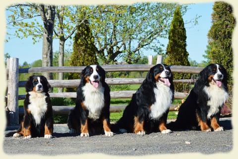 Bouvier Bernois - Bernese Mountain Dog - Prince