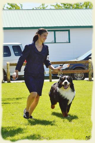 Bouvier Bernois - Bernese Mountain Dog - Prince