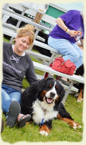 Bouvier Bernois - Bernese Mountain Dog - Prince