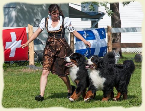 Bouvier Bernois - Bernese Mountain Dog - Prince