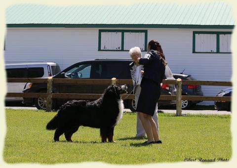 Bouvier Bernois - Bernese Mountain Dog - Prince